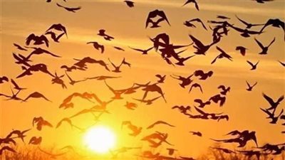 ماهو الطائر المذكور في القران الكريم وهو الان غير موجود