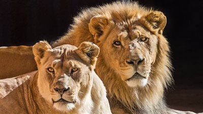 قصة القرد