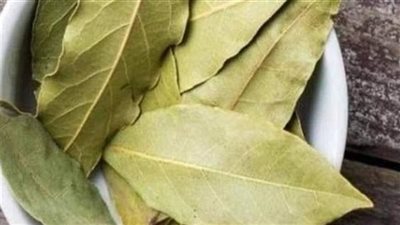معجزة ورق الغار