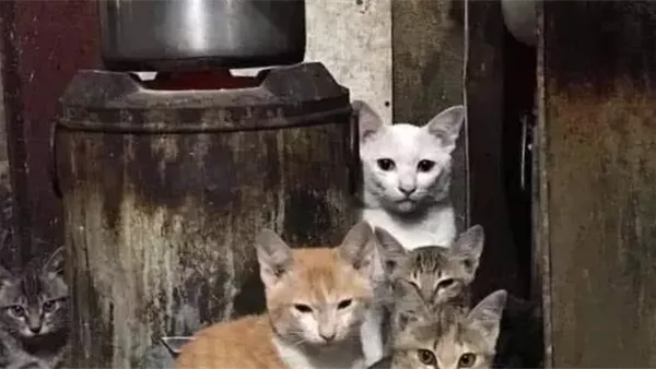 موقع أيام نيوز