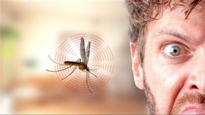 لماذا ينجذب البعوض لبعض الناس أكثر من غيرهم؟ دراسة تكشف